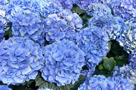 Hortensja Hydrangea Macrophylla Niebieska Kule Sklep Internetowy