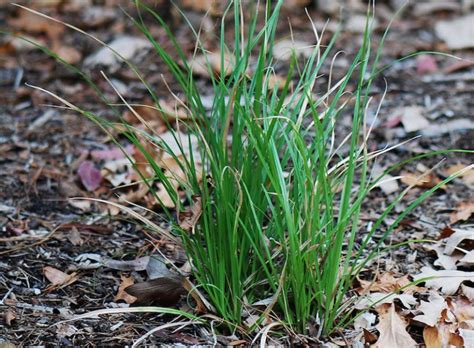 Australian Native Grasses List Identification Guide Ultimate Backyard