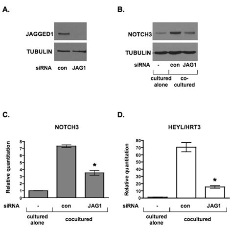 NOTCH3 Expression Is Induced In Mural Cells Through An Autoregulatory