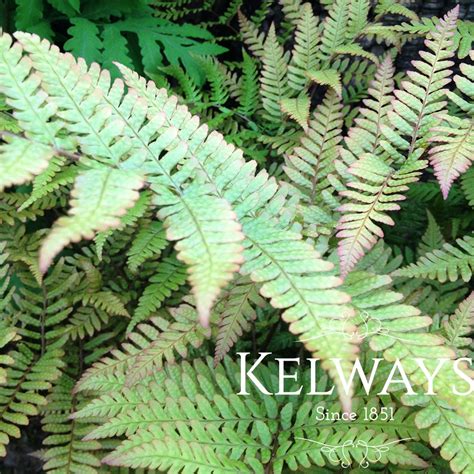 Dryopteris Erythrosora Var Prolifica Kelways Plants Ltd