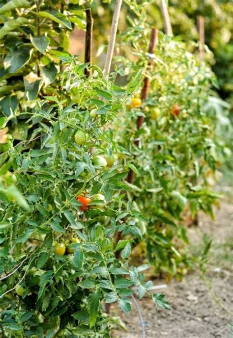 Great Indeterminate Tomato Varieties To Plant In Your Garden