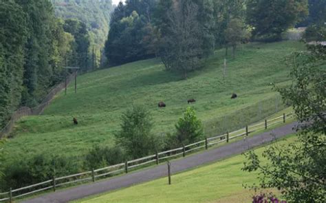 West Virginia State Wildlife Center French Creek Visitor