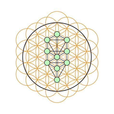 Geometria Sagrado Rvore De Vida Em Uma Flor Da Vida Ilustra O Do