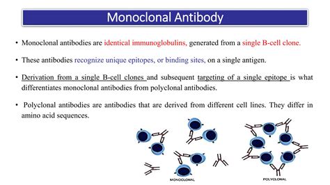 Monoclonal Antibody Production By Hybridoma Technology Ppt