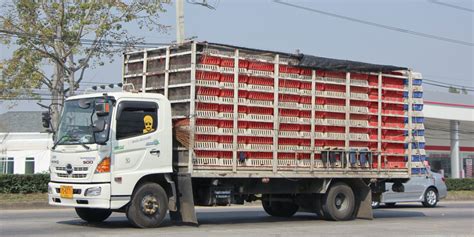 Transporte Del Ganado BM Editores