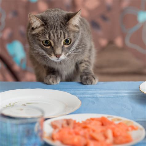 Lista 103 Foto Por Qué Mi Gato Me Lame La Cara Mirada Tensa