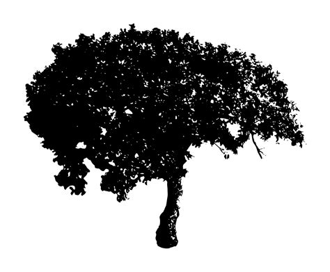 7 Black Tree PNG Image Transparent | OnlyGFX.com