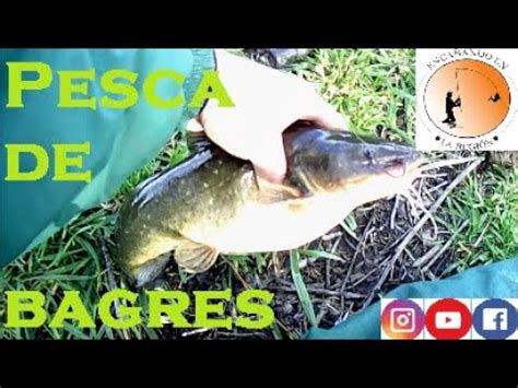 PESCA De BAGRES GRANDES PESCA De BAGRE SAPO PESCA En El ARROYO