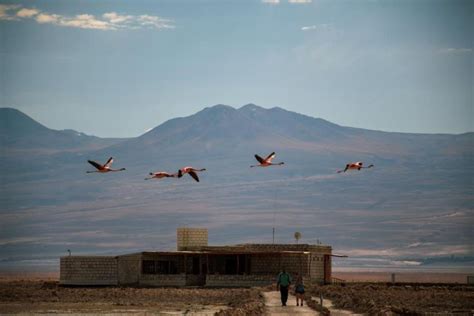 San Pedro De Atacama Piedras Rojas Y Lagunas Aliplanicas Getyourguide