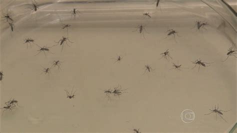 Aumento De Foco Do Mosquito Da Dengue Deixa Bh Em Estado De Alerta