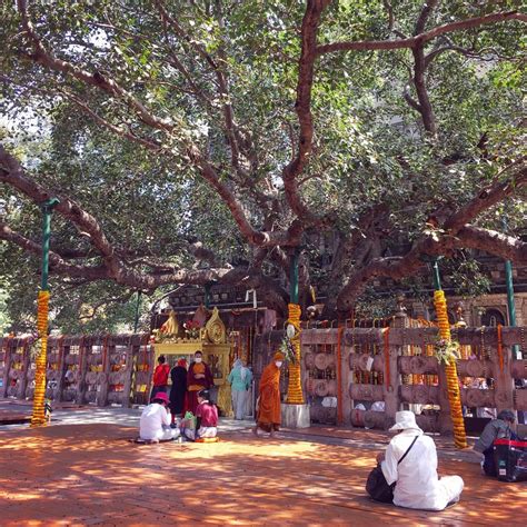 The Sacred Bodhi Tree Next To Where Lord Buddha Attained Enlightenment