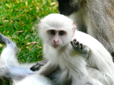 white monkey boy  ghottik  deviantart