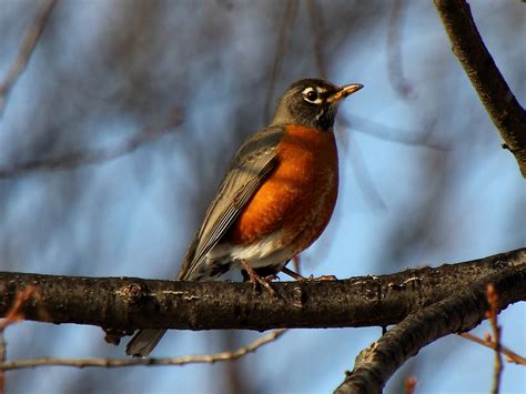 American robin - song / call / voice / sound.