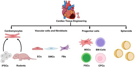 Frontiers Engineering Human Cardiac Muscle Patch Constructs For