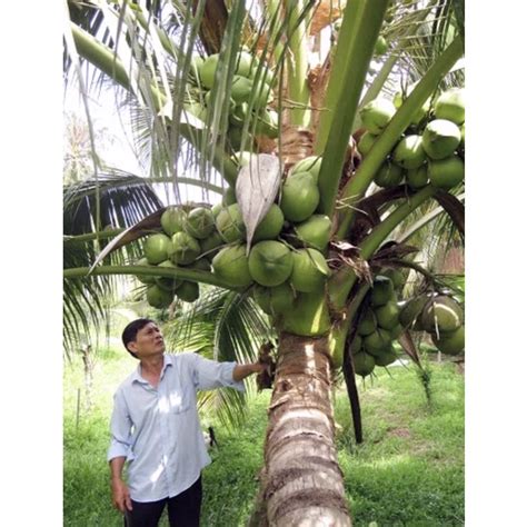 Benih Kelapa Hybrid Vietnam Pokok Rendah Buah Besar Shopee Malaysia