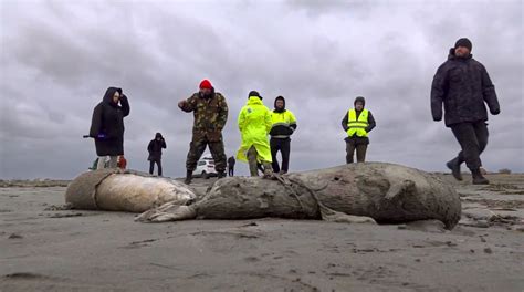 2500 Dead Seals Found On Russias Caspian Coast