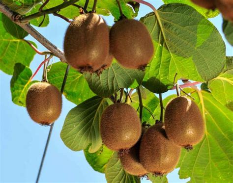 Arbres Fruitiers Choisir Planter Tailler Et R Colter Les Fruits