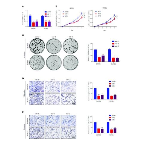 LncRNA FOXD3 AS1 Promotes NPC Cell Proliferation And Metastasis In