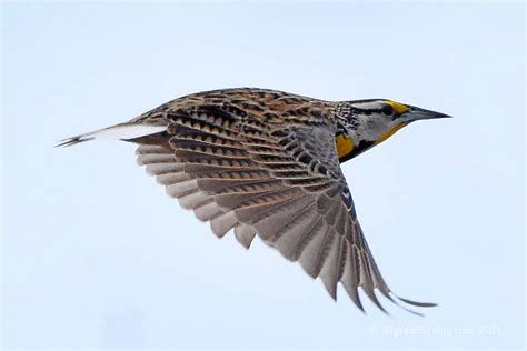 Eastern Meadowlark Big Year Birding