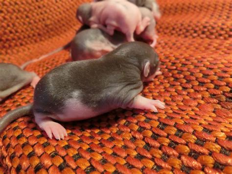 Nau speak: Baby Rat Growth & Development Part 1: the first 10 days