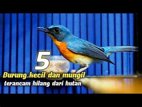 Jenis Burung Ini Benar Benar Musnah Dan Akan Hilang Dari Alam