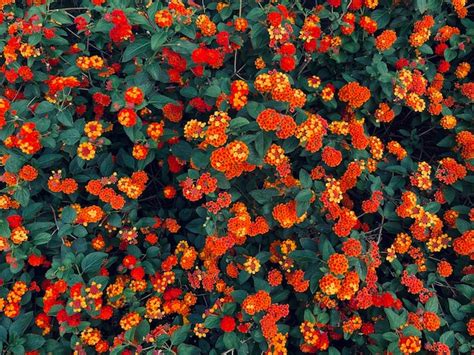Premium Photo High Angle View Of Orange Flowering Plants