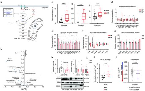 Defects In Glycolysis And Evidence Of Increased Lactate Oxidation In