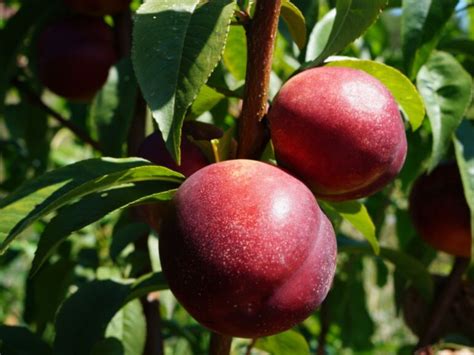 Nektaryna Harco Prunus Persica Var Nectarina Sadzonki W Dobrej