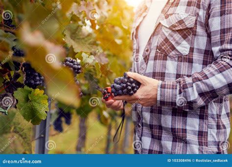 Mens Met Druiven En Schaar Op Een Rij Van Wijngaard Stock Foto Image