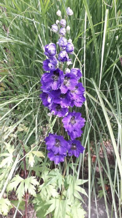 Ridderspoor Delphinium Magic Fountain Dark Blue Black Bee