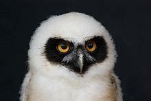 Spectacled Owl Facts - Animal Corner