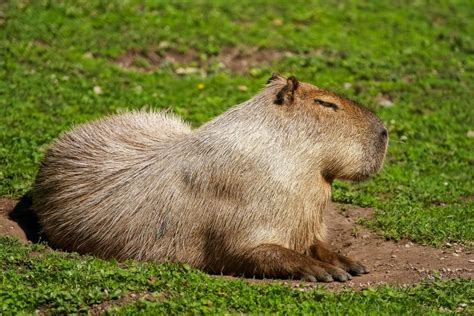 Capybara Laying Down Stock Photo Image Of Herbivore 32374540