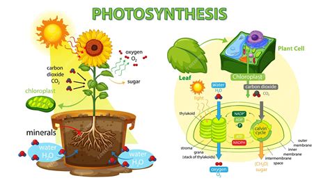 Photosynthesis Cycle