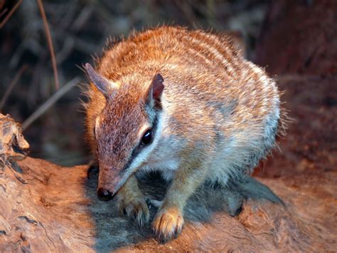 See One Of Australias Cutest Residents—the Numbat Global Medical