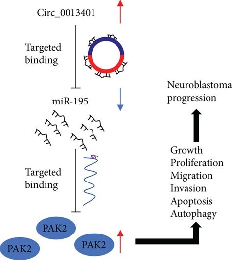 A Schematic Diagram Showing How Hsa Circ 0013401 Functions In NB