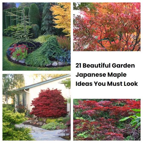 21 Beautiful Garden Japanese Maple Ideas You Must Look Sharonsable