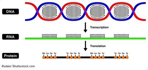 Amino Acid Sequence - Biology Simple