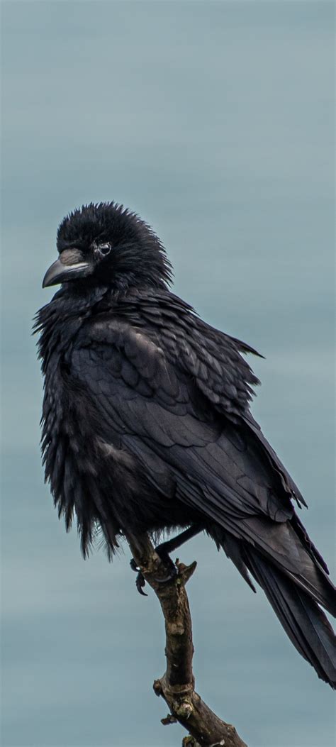 1080x2400 Crow 4k Google Pixel 7 ,HD 4k Wallpapers,Images,Backgrounds,Photos and Pictures