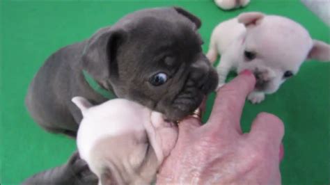 Harley S Litter Five Weeks Old 06 09 23 Youtube