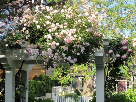 Gartenlaube Und Pergola Begr Nen Welche Pflanzen Eignen Sich