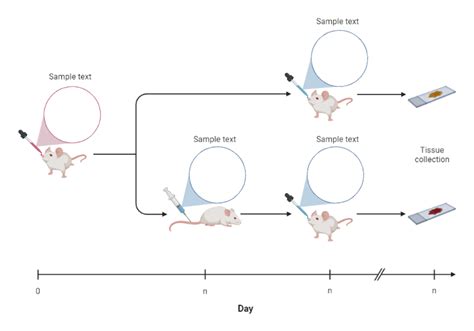 Mouse Model Experimental Timeline Layout BioRender Science Templates