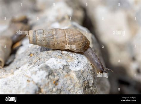 Decollate Snail Rumina Decollata Gard France Stock Photo Alamy