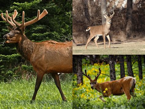 Whitetail Deer Vs Mule Deer Vs Elk Hunting Notes From An Arizona