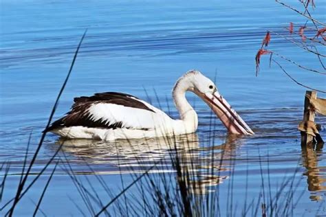 10 Types Of Birds That Swim Underwater With Pictures Bird Feeder Hub