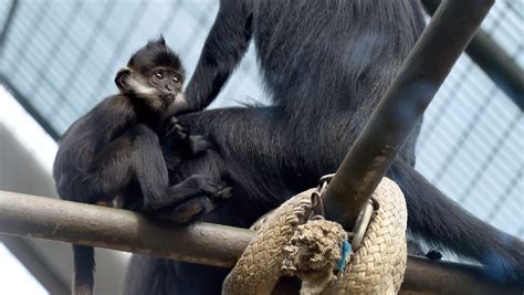 Mesker Park Zoo could lose nearly half its animals