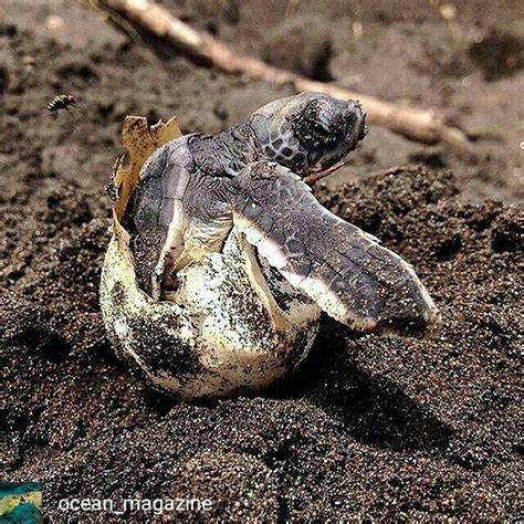 @Regrann_App from @ocean_magazine - Baby sea turtle hatching ...