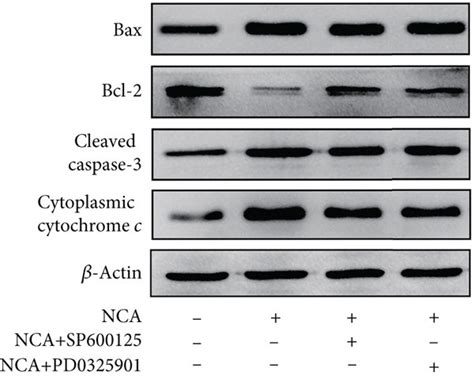 Jnk And Erk12 Are Involved In Hepg2 Cell Apoptosis Induced By Nca