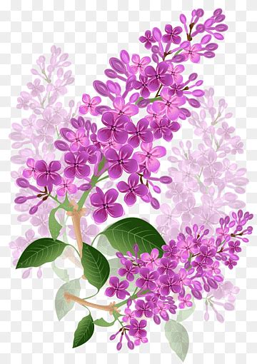 Lilac Png Images PNGWing