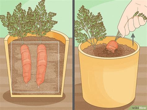 Cómo cultivar zanahorias en macetas con imágenes