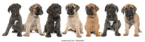 2,912 Bull Mastiff Puppy Images, Stock Photos & Vectors | Shutterstock